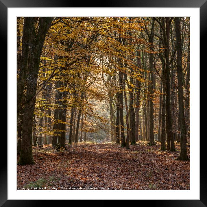 Towards the Light Framed Mounted Print by David Tinsley