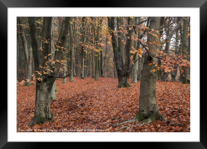 Path through the Beech Wood Framed Mounted Print by David Tinsley