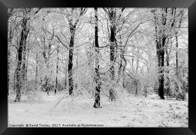 Winter Wonderland in Monochrome Framed Print by David Tinsley