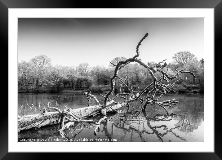 Fallen Framed Mounted Print by David Tinsley