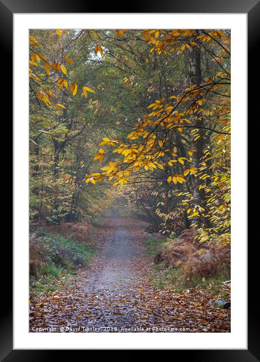 Autumn Footpath Framed Mounted Print by David Tinsley