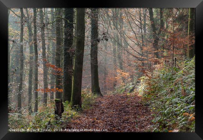 Misty Forest Walk Framed Print by David Tinsley