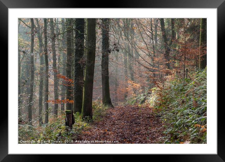 Misty Forest Walk Framed Mounted Print by David Tinsley