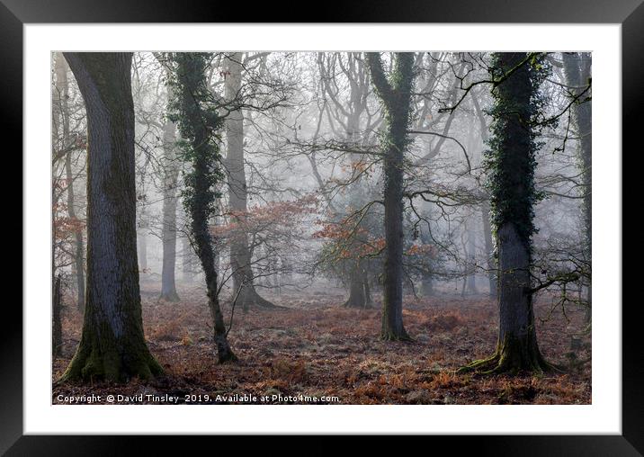 Misty Winter Oaks Framed Mounted Print by David Tinsley