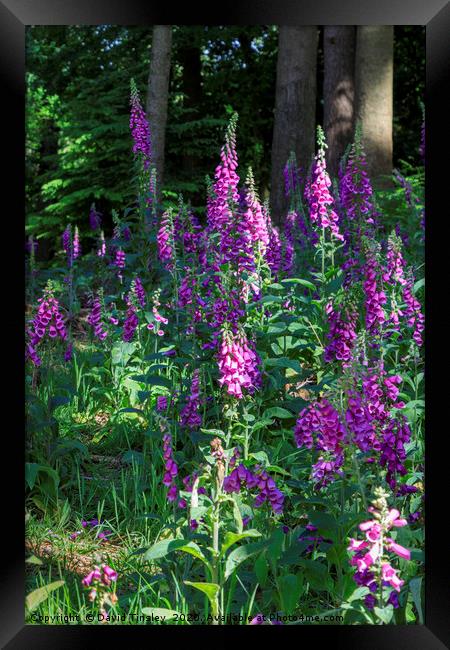 Forest Foxgloves Framed Print by David Tinsley