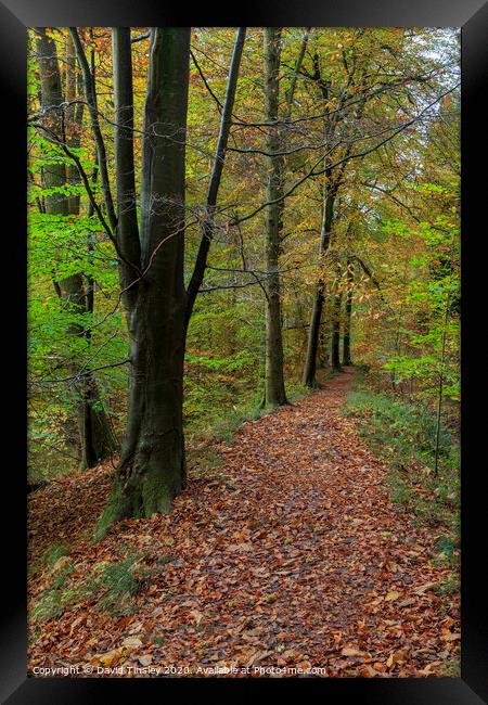 Autumn Beech Wood Walk No.2 Framed Print by David Tinsley