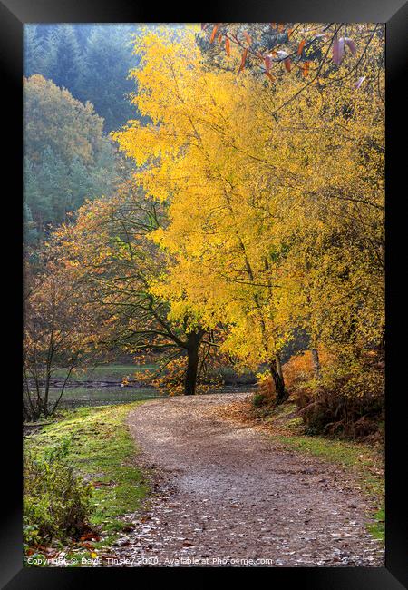 Late  Autumn Colours No. 2 Framed Print by David Tinsley