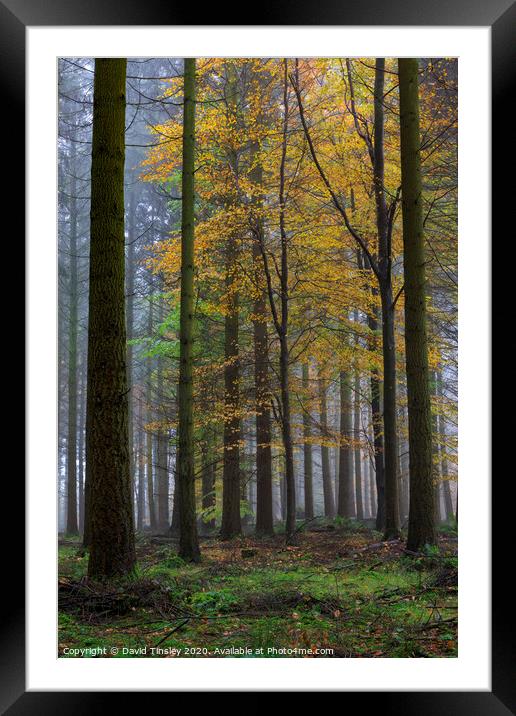 Misty Autumn Woodland No. 4 Framed Mounted Print by David Tinsley