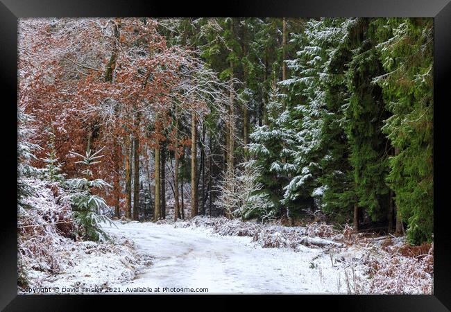 Snowy Woodland Walk No.2 Framed Print by David Tinsley