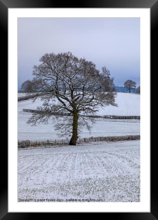 Snowy Oaks No.2 Framed Mounted Print by David Tinsley