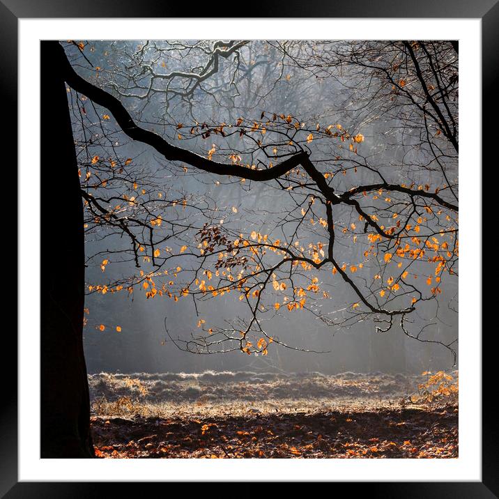 Winter Beech Leaves Framed Mounted Print by David Tinsley