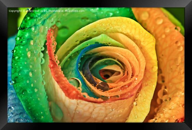 Rainbow Rose Framed Print by Tracy Hall