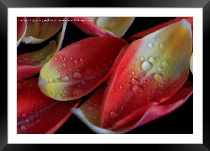 Tulip Petals Framed Mounted Print by Tracy Hall