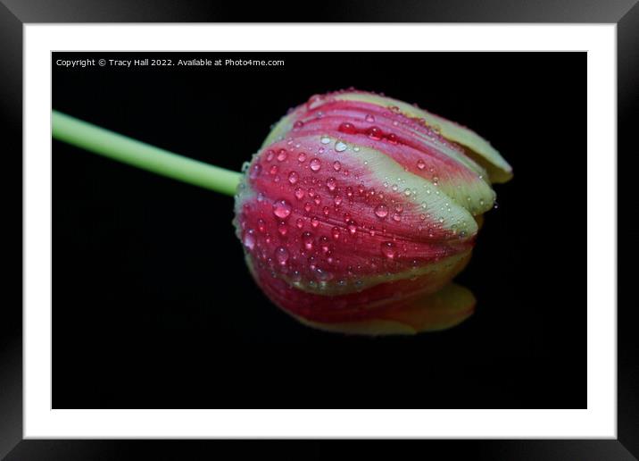  Tulip Framed Mounted Print by Tracy Hall