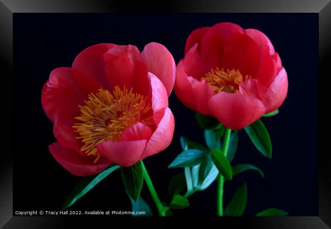 Pink Peonies Framed Print by Tracy Hall