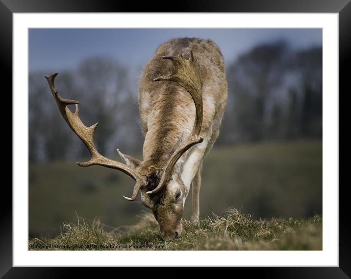 Fallow Deer Framed Mounted Print by Andy dean