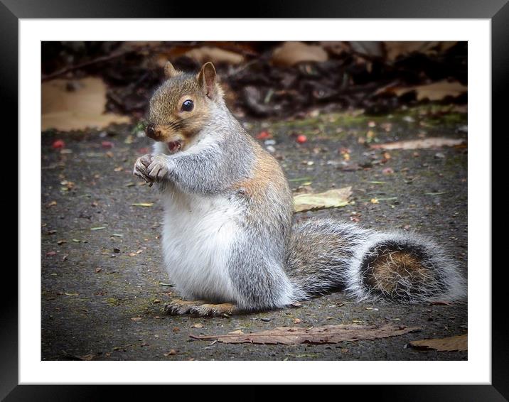 Squirrels breakfast Framed Mounted Print by Andy dean