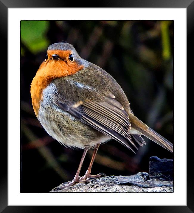 One red robin Framed Mounted Print by Andy dean