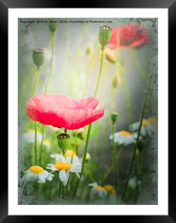 Summer Poppy Framed Mounted Print by Andy dean