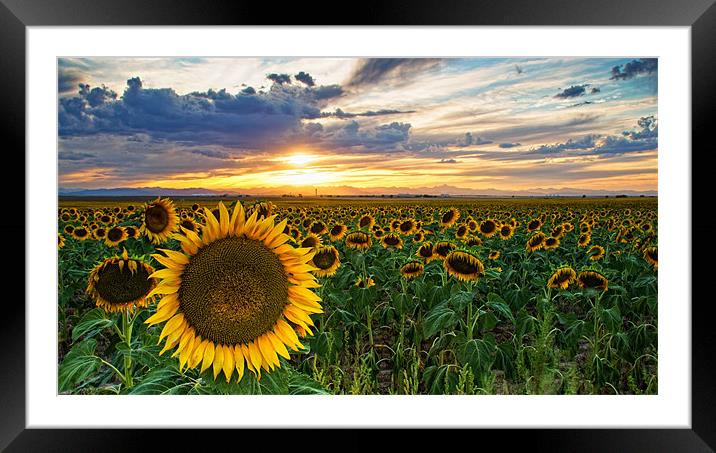 Sunflowers Of Golden Hour Framed Mounted Print by John De Bord