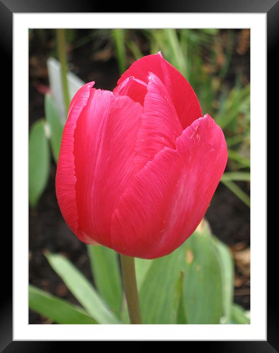 Red Tulip Flower, April Framed Mounted Print by Judy Dann