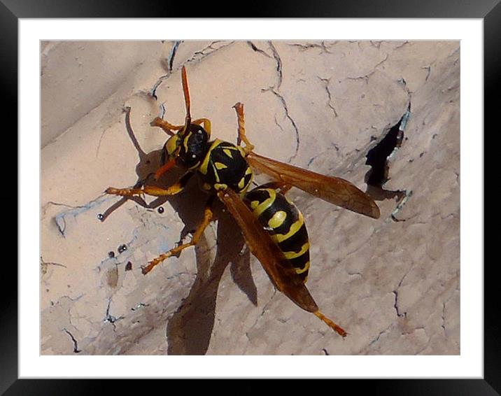 Yellow Jacket (Wasp) Framed Mounted Print by Barbara Schafer