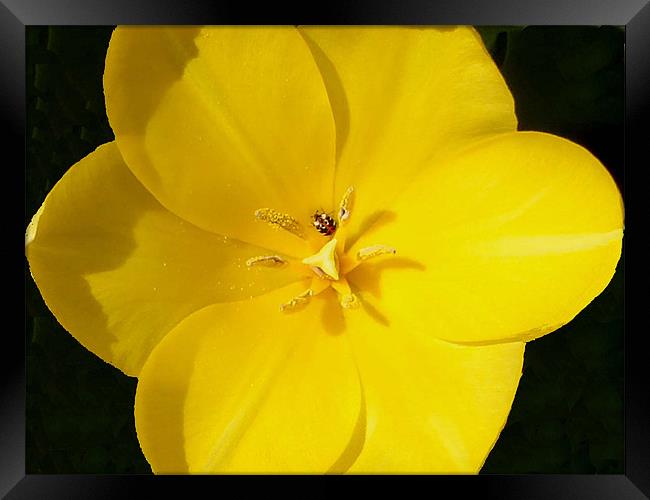 Yellow tulip bug time Framed Print by Barbara Schafer