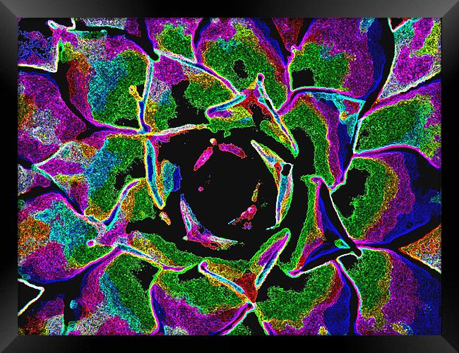 Rainbow Bloom Framed Print by Barbara Schafer