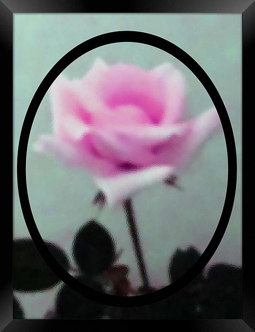 Frosted Pink Rose Framed Print by Barbara Schafer