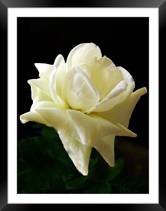 White Rose Framed Mounted Print by Barbara Schafer