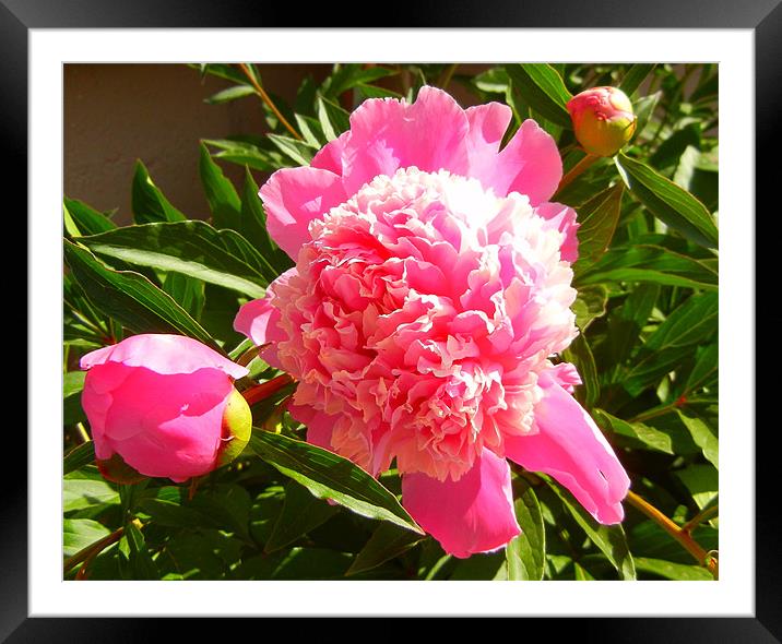 Pink Peonie Framed Mounted Print by Barbara Schafer