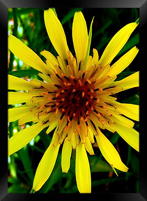 Yellow star weed Framed Print by Barbara Schafer