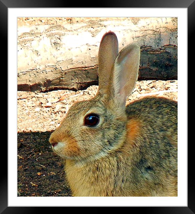 Rabbit 2 Framed Mounted Print by Barbara Schafer
