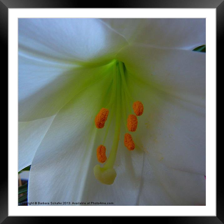 Spring White Lily Framed Mounted Print by Barbara Schafer