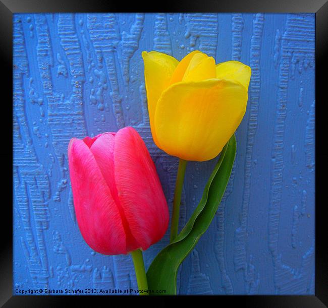 Tulips on Blue Framed Print by Barbara Schafer