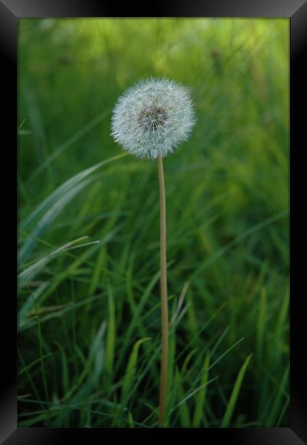 Lone Dandelion Framed Print by Daniel Chambers