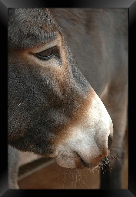 Donkey Framed Print by Daniel Chambers