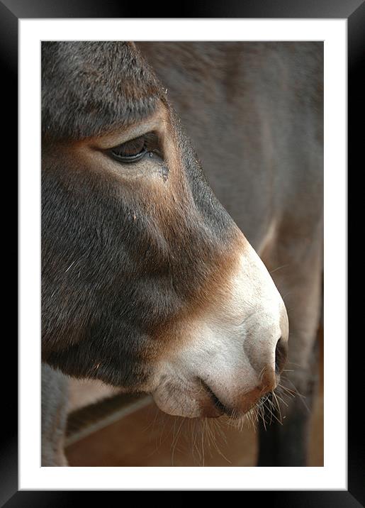 Donkey Framed Mounted Print by Daniel Chambers