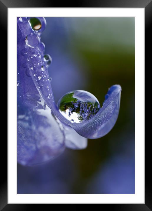 Bluebell Droplet Framed Mounted Print by Malcolm Wood