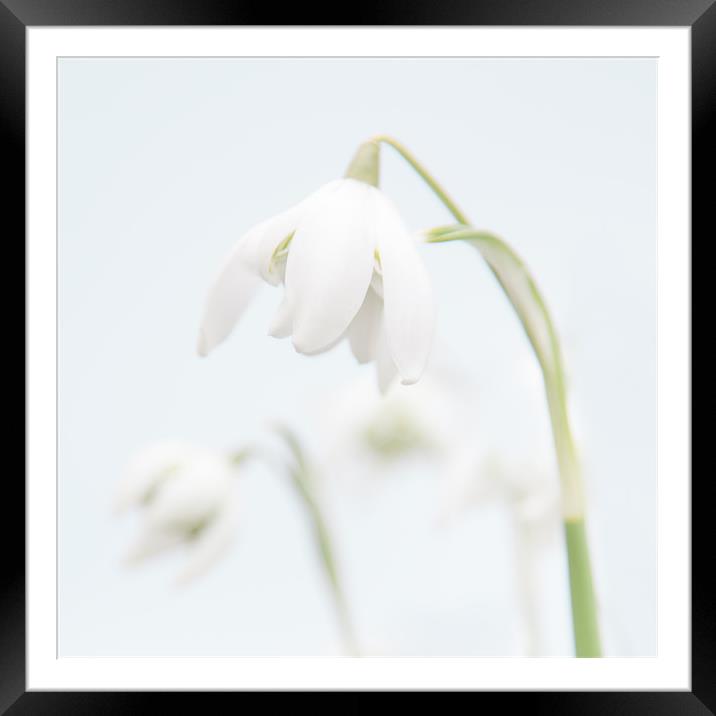 Snowdrop Framed Mounted Print by Malcolm Wood