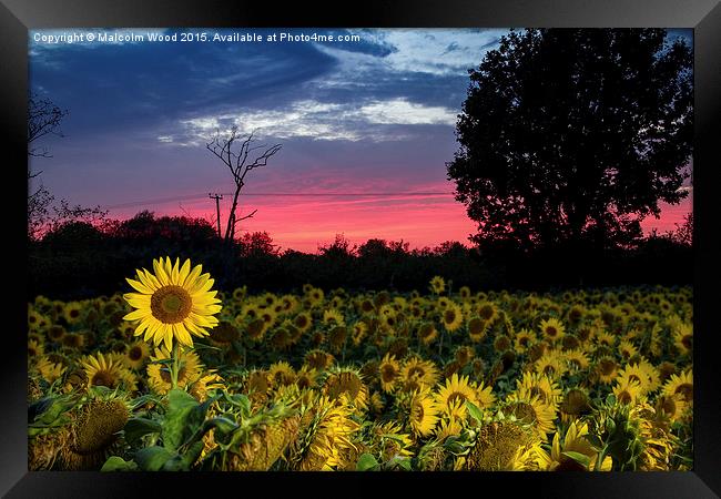  Sunflower Field At Sunset Framed Print by Malcolm Wood