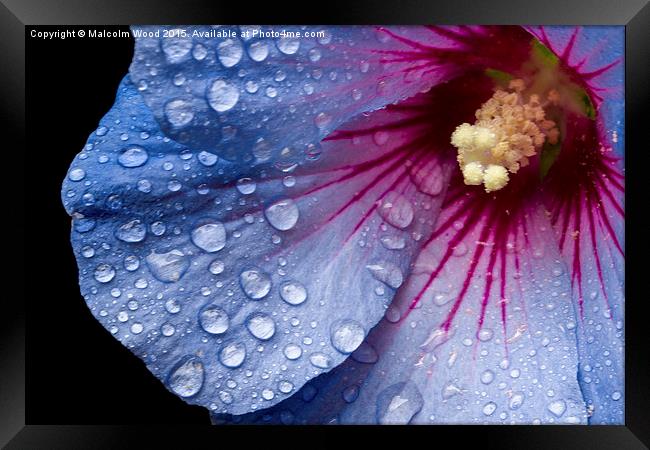  Rain On A Hibiscus Framed Print by Malcolm Wood