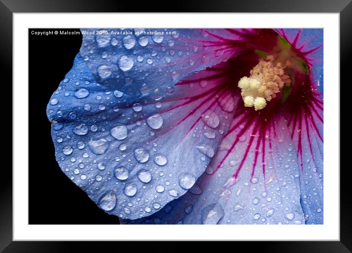  Rain On A Hibiscus Framed Mounted Print by Malcolm Wood