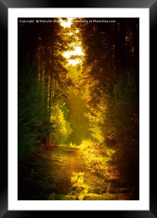 Enchanted Forest Framed Mounted Print by Malcolm Wood