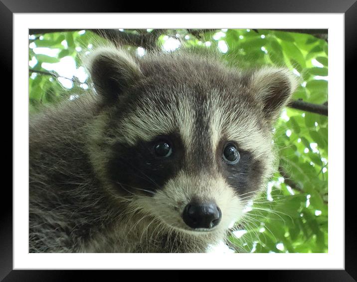 Babcy Raccoon Framed Mounted Print by Donna-Marie Parsons