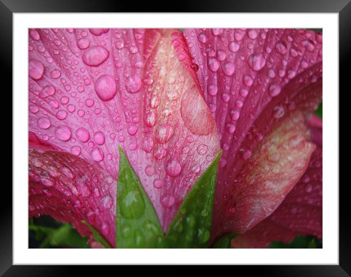 Hibiscus after the rain Framed Mounted Print by Donna-Marie Parsons