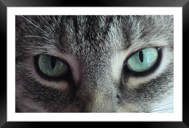 Cats Eyes Framed Mounted Print by Donna-Marie Parsons