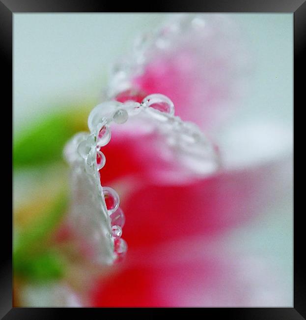 Abstract of raindrops on a Petunia flower leaf  Framed Print by Donna-Marie Parsons