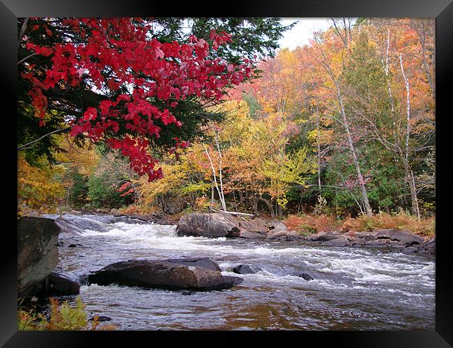 Oxtongue River Rapids Framed Print by Donna-Marie Parsons