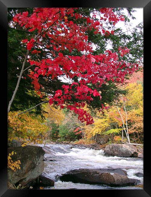 Red tree near the river Framed Print by Donna-Marie Parsons